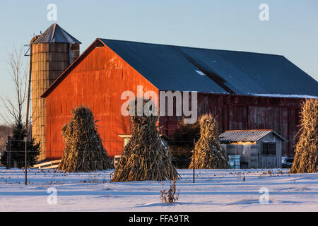 Mais-Schocks auf einem amischen Bauernhof im Winter im central Michigan in der Nähe von Stanwood, USA Stockfoto