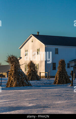 Mais-Schocks an einem Amish Bauernhaus im Winter im central Michigan in der Nähe von Stanwood, USA Stockfoto