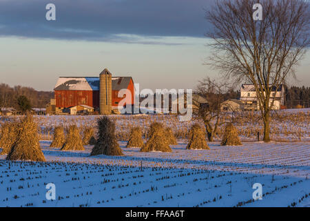 Mais-Schocks auf einem amischen Bauernhof im Winter im central Michigan in der Nähe von Stanwood, USA Stockfoto