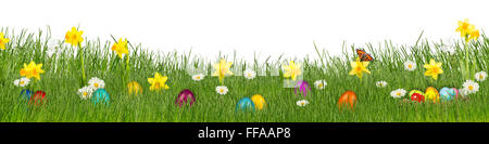 Bunte Wiese mit Narzissen auf weißem Hintergrund Stockfoto