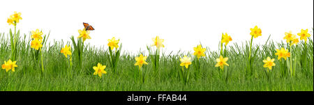 Bunte Wiese mit Narzissen auf weißem Hintergrund Stockfoto