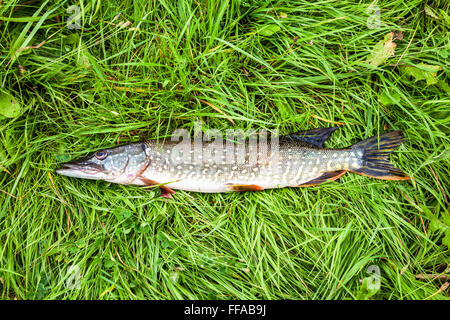 Fischer-Trophäe. Süßwasserfisch Hecht liegen auf dem grünen Rasen Stockfoto