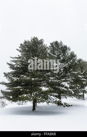 Östlichen Weißkiefern, Pinus Strobus, während eines Schneesturms in central Michigan, USA Stockfoto