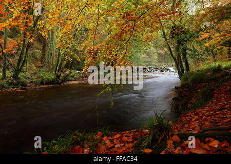 17. Jahrhundert Stein Bogen Fingle Bridge überqueren den Fluss Teign in der Nähe von Drewsteignton, Dartmoor National Park, Devon, England. Stockfoto