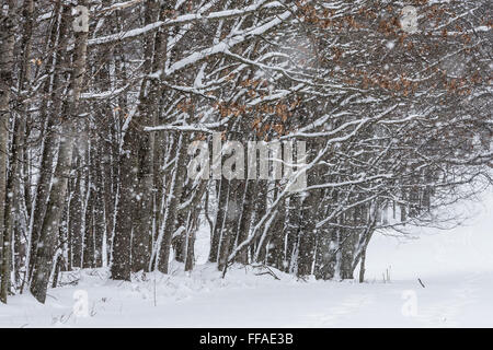 Schnee, klammerte sich an Eiche Zweige während eines Schneesturms in central Michigan, USA Stockfoto