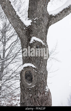 Eiche mit abgesägte Äste am Stamm während eines Schneesturms in central Michigan, USA Stockfoto