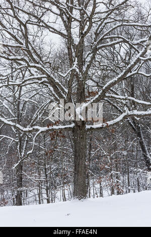 Schnee, klammerte sich an Eiche Zweige während eines Schneesturms in central Michigan, USA Stockfoto