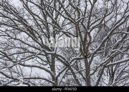 Schnee, klammerte sich an Eiche Zweige während eines Schneesturms in central Michigan, USA Stockfoto