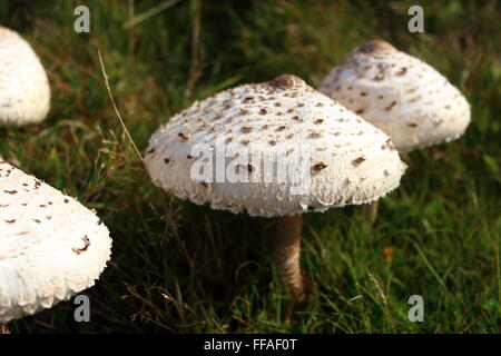 MWNT, kleine Gemeinde und alte Gemeinde im Süden Ceredigion, Wales, an der Küste West-Wales Stockfoto