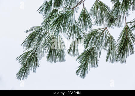 Frostigen Nadeln der Eastern White Pine, Pinus Strobus, während einem frostigen Wintermorgen in central Michigan, USA Stockfoto