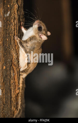 sugar glider central