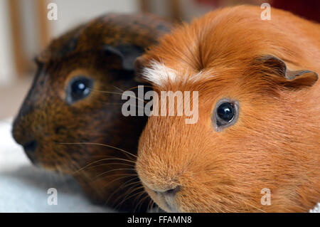 Zwei Meerschweinchen sitzen gemeinsam zufrieden Stockfoto