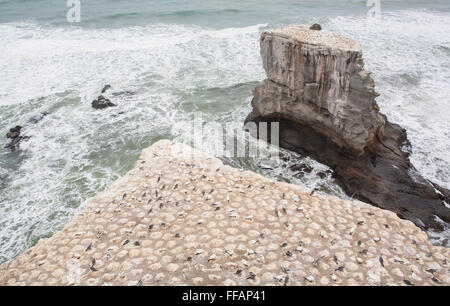 Gannet Rock am Muriwai Beach, Auckland, Nordinsel, Neuseeland, Pazifik, Stockfoto