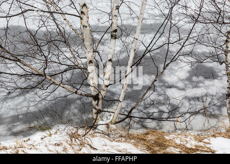 Papier-Birke, Betula Papyrifera, im Winter auf einem zugefrorenen See an kanadischen Seen in der Nähe von Stanwood, Michigan, USA Stockfoto