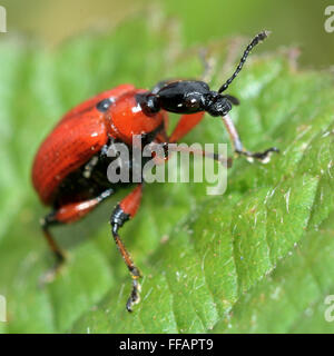 Hasel Blatt-Walze Käfer (Apoderus Coryli). Eine ungewöhnliche rote und schwarze Käfer in der Familie Attelabidae, die Blatt-Rollen Rüsselkäfer Stockfoto