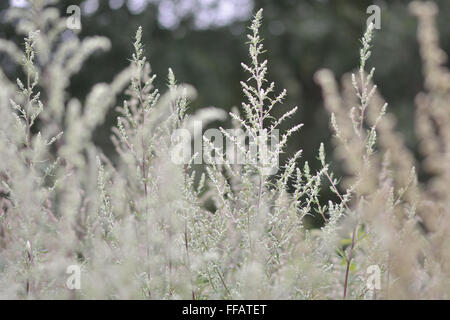 Beifuß (Artemisia Vulgaris) in Blüte. Eine häufige Pflanze rund ums Wasser in Großbritannien, diese hohen Pflanzen bilden ein dichtes Büschel Stockfoto