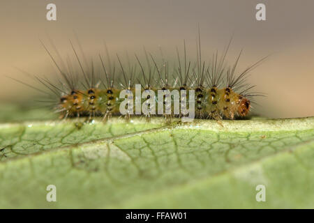 Weiße Hermelin (Spilosoma Lubricipeda) frühen Instar Raupe. Eine junge und sehr behaart Motte Larve in der Familie Erebidae Stockfoto