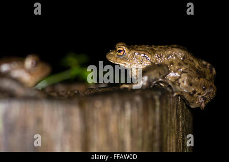 Zwei Kröten (Bufo Bufo). Eine gemeinsame Kröte steigt auf einem hölzernen Pfosten und blickt auf eine andere unscharf Stockfoto