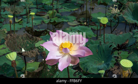 Lotusblüte und Seed pods, Samatoa Lotus Farm Sangat Siem Reap, Kambodscha Stockfoto