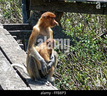 Mutter und Baby - Nasenaffen Stockfoto