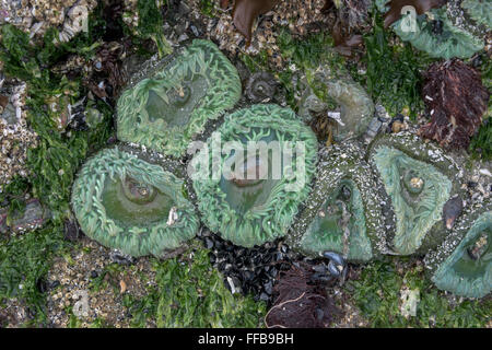 Grüne Anemonen, Muscheln und Seepocken, Chesterman Beach, Tofino, Britisch-Kolumbien Stockfoto