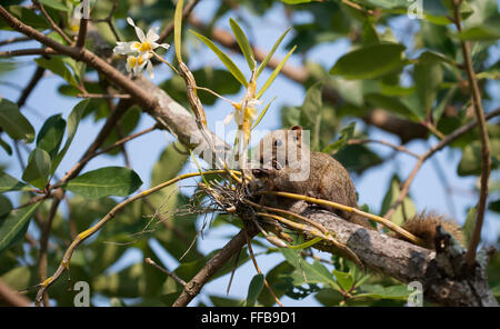 Pallas Eichhörnchen oder Rotbauch-Eichhörnchen (Callosciurus Erythraeus) Stockfoto