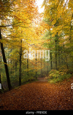 colorful autumn trees in the forest Stockfoto