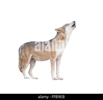 grauer Wolf heulen isoliert auf weißem Hintergrund Stockfoto