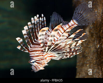 Die rote Rotfeuerfisch (Pterois Volitans) ist eine giftige, Korallenriff Fische in der Familie Scorpaenidae, Ordnung Panzerwangen schlechte pest Stockfoto