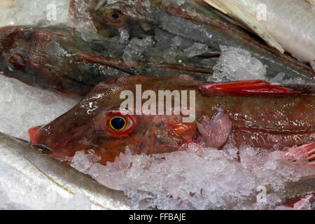 Roter Knurrhahn (Chelidonichthys Cuculus) auf Eis Stockfoto