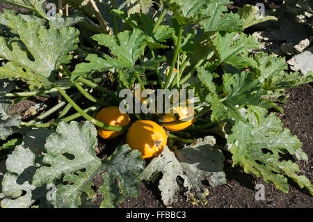 Sommerball Miniatur Kürbisse Stockfoto