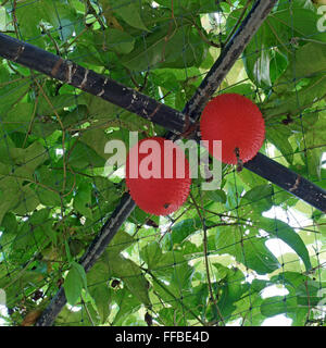 GAC oder Baby Jackfrucht auf Baum im Bio-Bauernhof Stockfoto