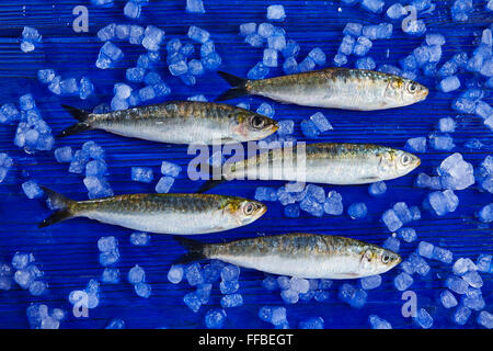 Sardinen frische Fische auf Eis und blau Holztisch Stockfoto