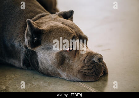 Braun Erwachsene Cane Corso Nahaufnahme Portrait. Stockfoto