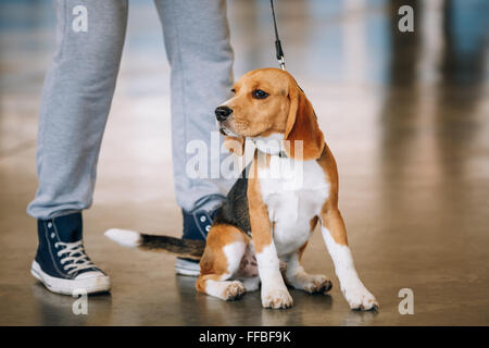 Junge Beagle Hund sitzt in der Nähe von Besitzer. Stockfoto