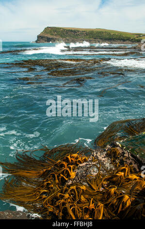 Algen in der Curio Bay, die Catlins, South Otago, Neuseeland Stockfoto