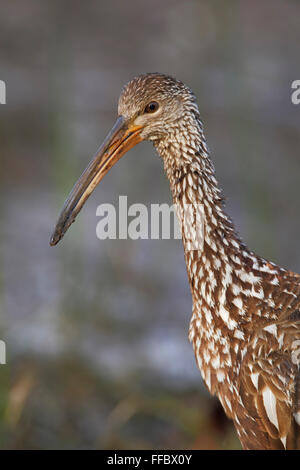 Limpkin (Aramus Guarauna) Porträt Kissimmee, Florida, USA Stockfoto