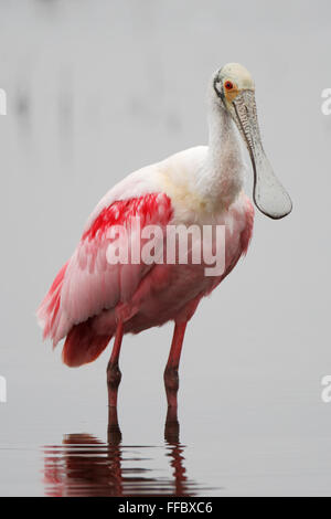 Rosige Löffler (Platalea Ajaja) stehend im Wasser, Merritt Island NWR, Florida, USA Stockfoto