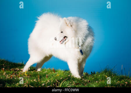 Happy White Samojeden Hund Outdoor im Park auf Grund des Flusses Stockfoto