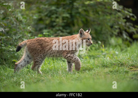 Eurasischer Luchs / Eurasischer Luchs (Lynx Lynx), jungen Cub, Spaziergänge entlang einigen Büschen, hebt seine Pfote, sieht konzentriert. Stockfoto