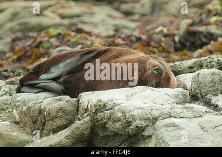 Arctocephalus Forsteri, Seebär schlafen, Kaikoura, North Otago, Neuseeland Stockfoto