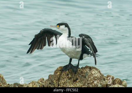 Phalacrocorax Varius, Pied Shag trocknen Flügel, Kaikoura, North Otago, Neuseeland Stockfoto