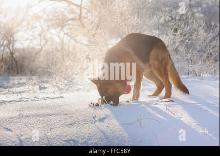 Reinrassiger Deutscher Schäferhund stehend in den Schnee und spielen mit Spielzeug. Stockfoto