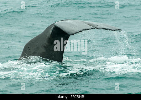 Physeter Macrocephalus, Pottwals Fluke, Kaikoura, North Otago, Neuseeland Stockfoto