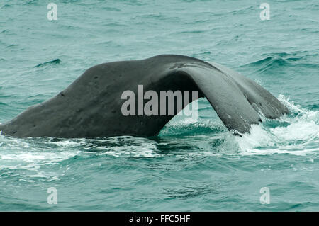 Physeter Macrocephalus, Pottwals Fluke, Kaikoura, North Otago, Neuseeland Stockfoto