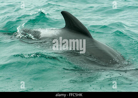 Globicephala Melas, Pilotwal, Kaikoura, North Otago, Neuseeland Stockfoto