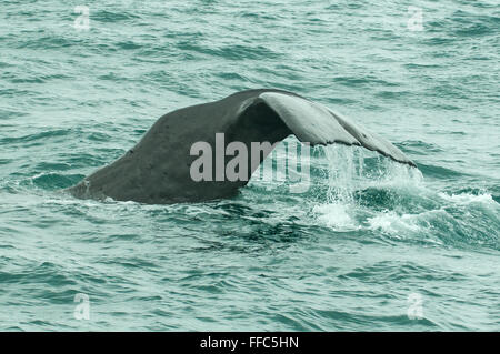 Physeter Macrocephalus, Pottwals Fluke, Kaikoura, North Otago, Neuseeland Stockfoto