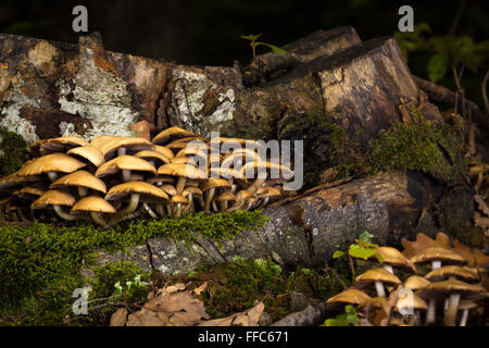 Pilze in der Nähe von Baum im Schatten des Waldes Stockfoto