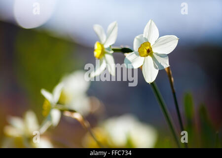 Frühling Blumen Hintergrund. Narzisse Blumen auf unscharfen Hintergrund mit glatten Bokeh. Blühenden Narzissen. Weichzeichner-Effekt. Shal Stockfoto