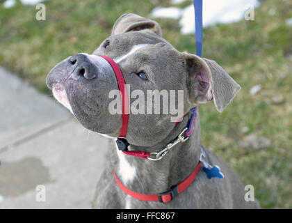 Wantagh, New York, USA. 7. Februar 2016. Ford, einen freundlichen grauen Grube-Mix, der zur Adoption, trägt einen roten Kopf Halfter während seiner Wanderung während der letzten Hoffnung Animal Rescue Tag der offenen Tür während Hallmark Channel Kitten Bowl III. Das Zentrum Gäste der katzenartigen Fußballspiele im Fernsehen gesehen und jubelte für ihr Team, die letzte Hoffnung-Löwen. Über 100 herrenlose Kätzchen von letzte Hoffnung Inc und North Shore Animal League America nahm an den Spielen für die 2016-Meisterschaft, die am Tag des Super Bowl 50 zum ersten Mal ausgestrahlt. © Ann Parry/ZUMA Draht/Alamy Live-Nachrichten Stockfoto